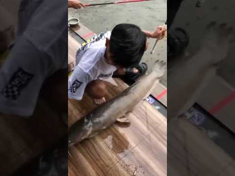 naikan ikan lele 17 kg butuh kesabaran ekstra #fishing #mancing #shots