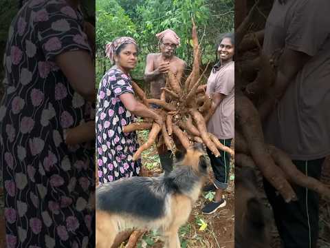 മണ്ണിൽ പൊന്നു വിളയിക്കുന്ന കുടുംബത്തിന് ലൈക് ഉണ്ടോ ? #shorts #viralvideo #trending