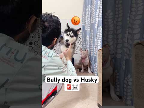 Bully dog is serious 🚨 #shorts #dog #husky #trendingsong | Review reloaded