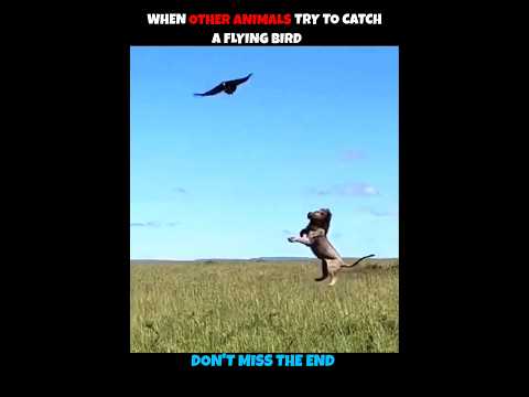 When Bird Faces Cat #viralshorts #viralytshorts #shorts #animalshorts #ytshorts #wildlife #animal