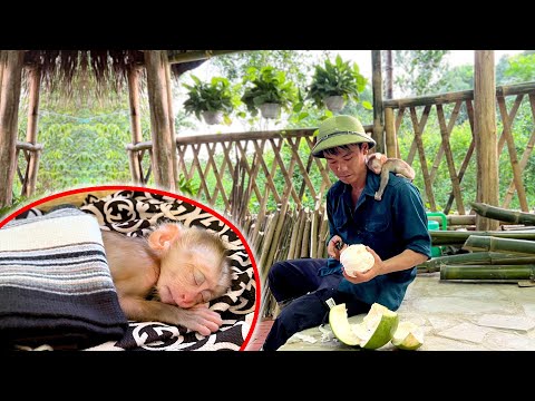 The gentle, peaceful and simple life of Dad and Sushi Monkey