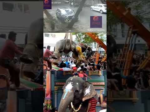😭RIP லக்ஷ்மி யானை|CCTV காட்சி #shorts #trending #viral #youtubeshorts #reels #youtube #viralvideo