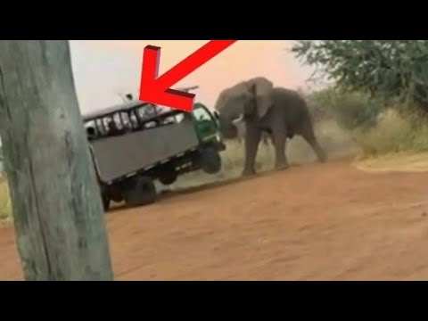 हाथी ने सूंड से उठा दी पर्यटकों से भरी गाड़ी | Funny moments Animals #funnyvideo