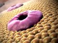 Cellular Respiration Insights