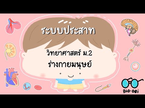 สรุปร่างกายมนุษย์ม.2ระบบประสาทBiooei