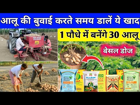 आलू की बुवाई के समय खाद की सही मात्रा | आलू बुवाई में कौन सी खाद डालें | potato fertilizer