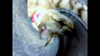 Snake Cat~