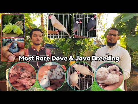 Ahsan Birds: Breeding the Most Rare Doves and Java Sparrows