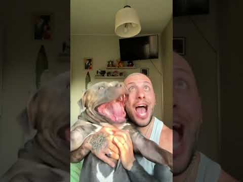 Dog love to imitate