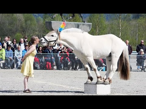 Best funniest horses of the week - Funny And Cute horses Video Compilation 2025🐴#20