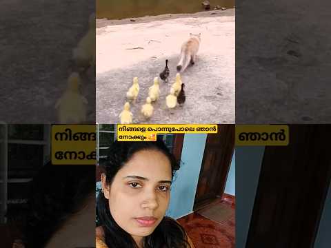 പെറ്റമ്മ അല്ല പോറ്റമ്മ🥰 #shortsfeed #viralvideo #trending #reaction #ytshorts #laaljor #cat #pets