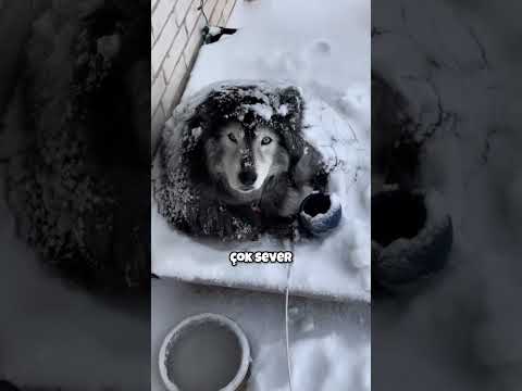 Husky Sahiplerini Suçluluk Duygusuna Sokan Durum