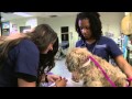Veterinary Technology Program Insights
