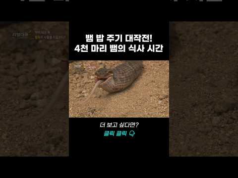 뱀 밥 주기 대작전! 4천 마리 뱀의 식사 시간 | 리얼다큐 숨
