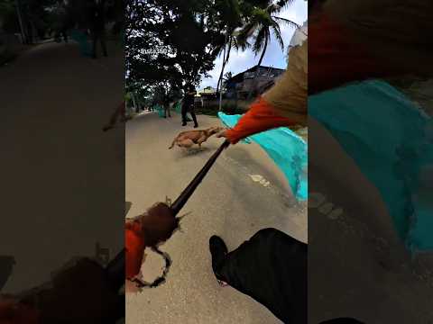Mafia Industries Area Dog Catch #shortsfeed #shorts #short #youtubeshorts
