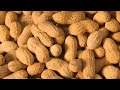 Georgia Peanut Industry Insights