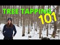 Maple Tree Tapping Guidelines