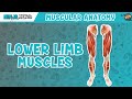 Muscle Actions and Functions