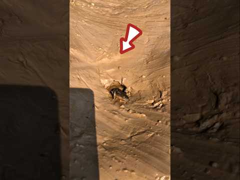 Fish in the bill of an octopus 🤯 #shortvideo