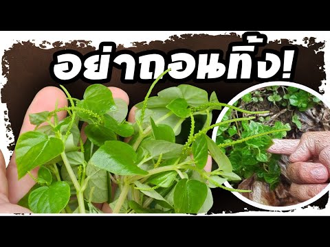 อย่าถอนทิ้งเด็ดขาด..!! ต้นกระสัง ขึ้นอยู่บ้านใคร ให้นำมาทำสิ่งนี้ หลายคนไม่รู้มาก่อน | Nava DIY