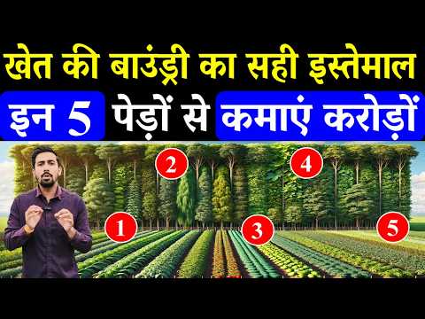 खेत की बाउंड्री पर ये 5 पेड़ लगाकर कैसे कमाएं करोड़ों ? Tree Farming in India