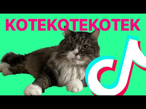 BULSJARZ — KOT KOT KOT feat. TommyGun & WRONA (TikTok) [Pełna Wersja]