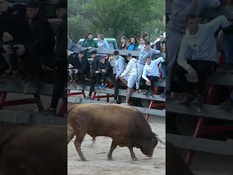 🔝😮‍#bull Vaya fuerza tiene el toro😮‍😮‍