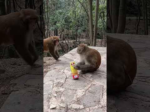The monkey was scared into flying by the potato chips! 猴子被薯片吓得飞起来!#animal 【跟着图尔去旅行】