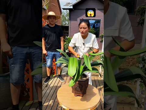 Part 50 | How to grow Clivia to make it grow into a group of orchids