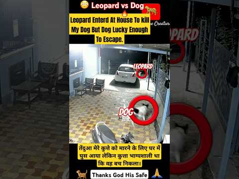 Leopard Entered At House To kill My Dog But Dog Lucky Enough To Escape😳🐆🐕❤️ #nashik #leopard #shorts