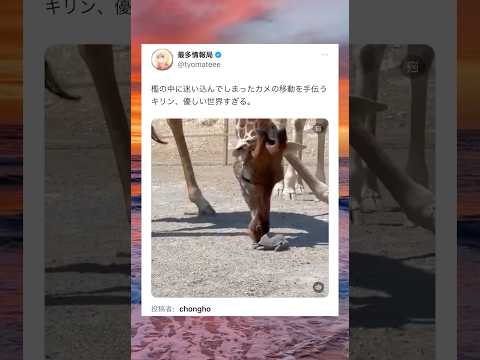 優しい世界🦒🐢 #shorts #動物 #おすすめ