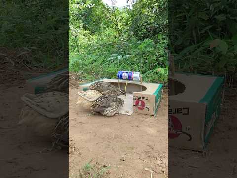 Easy Quail Trap Using Carabao Box Bucchus Cans and Deep Hole - Bird Trapping #shorts