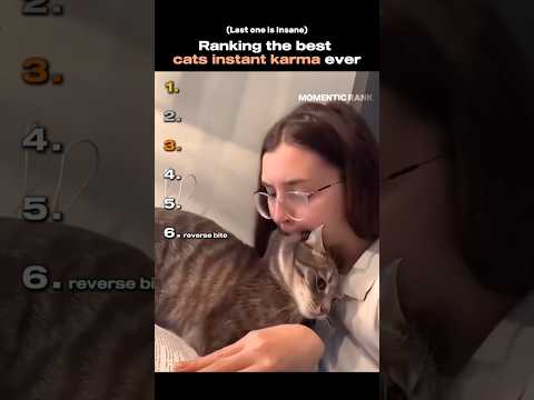 Ranking the best cats instant karma ever