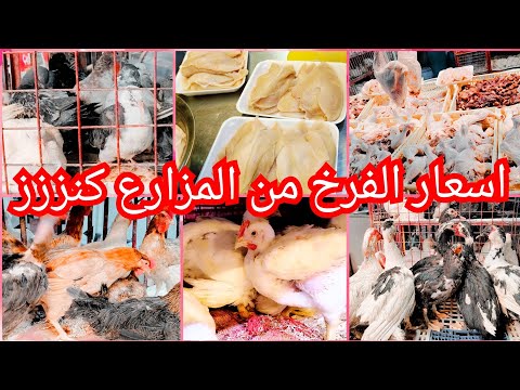 اسعار الفراخ 💥اوعى تشتري اوراك الفراخ من اي محل تعالي شوفي الغش بعينك والديك من المزرعه