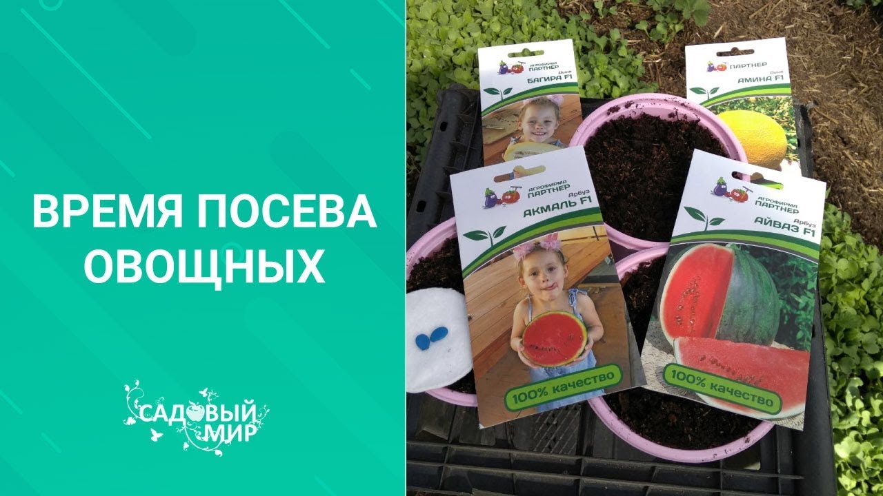 Как правильно вырастить арбуз из семян через рассаду