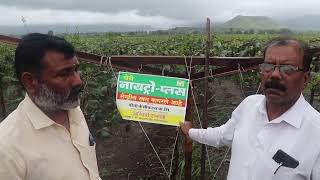 Nitroplus Organic Fertiliser