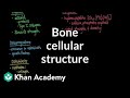 Cellular Structure of Bone in the Muscular-Skeletal System