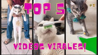 Los más virales de Misha y Ceniza 🔥