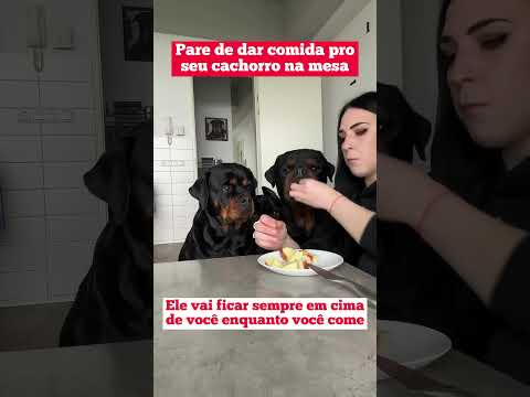 Pare de dar comida pro seu cachorro na mesa