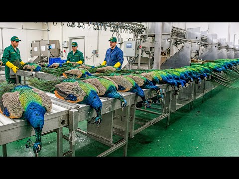 PEACOCK Farming Technique | How China Farmer Profit from the Most Stunning Bird | Peacock Industry