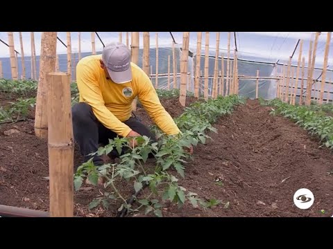 Esta es la importancia de la oxigenación del suelo en la producción de tomate - La Finca de Hoy