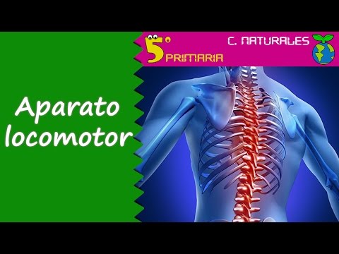 El aparato locomotor I Función de relación Sistema nervioso y