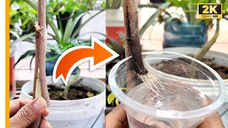 🌿Water Rooting Sugar Apple Trees: The Fastest Way to Grow!