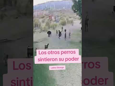 Sintieron su poder