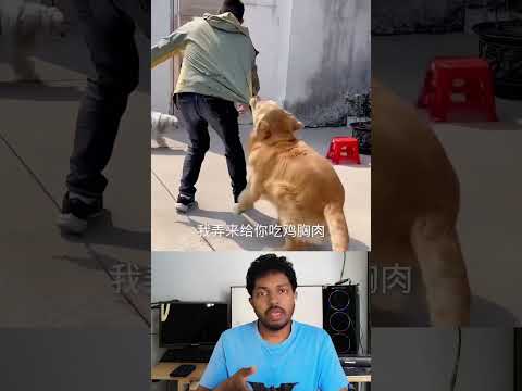 My Dog Thought I Was Going to Make Chicken Biryani Today... So He Did THIS! 🤣 #shorts #pets