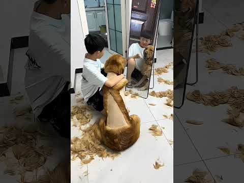 unbelievable this boy put leaf clothe for dog #shortsvideo