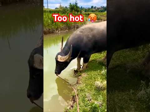 The weather is too hot, Lao buffalo is going diving ๐๐
๐ฅต#divingbuffalo #buffalovideo
