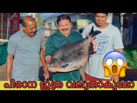 ഇത്ര വലിയ പിരാന മീൻ കണ്ടിട്ടുള്ളവർ ഉണ്ടോ? ഇതൊന്ന് കണ്ടിട്ട് പറ😱 #piranhas #fishing #fish #fisherman✅