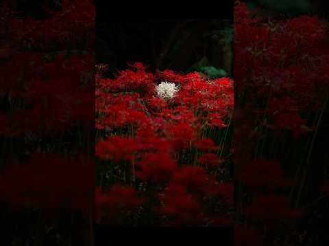 【撮影:Ryota】白い彼岸花を撮影しました！ #rkphoto #撮影方法 #sony #一眼レフ #ミラーレス