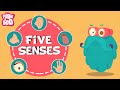 Understanding the Five Senses